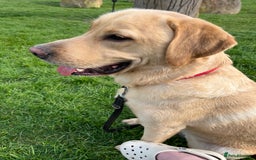 Labrador Retriever dogs for sale: 3 year old male labrador  - Image 2