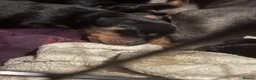 Dachshund dogs for sale: Beautiful dachshund puppies  - Advert 16