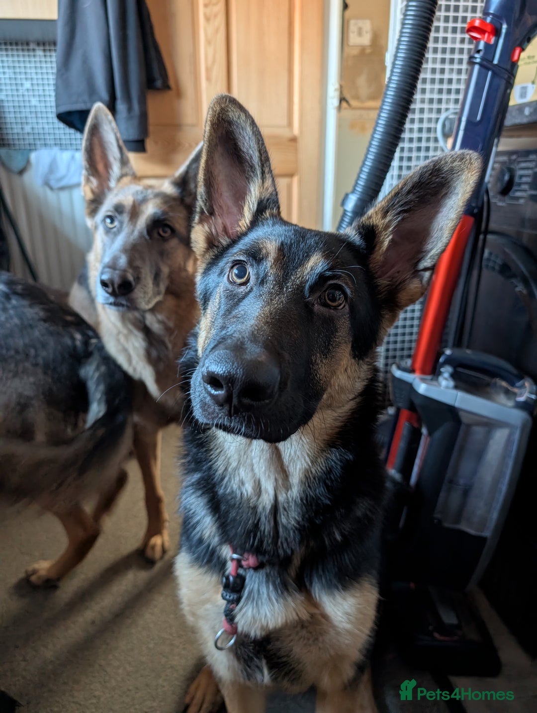 German Shepherd dogs for sale: German Shepherd Pup - Advert 9