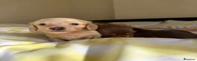 Dachshund 1