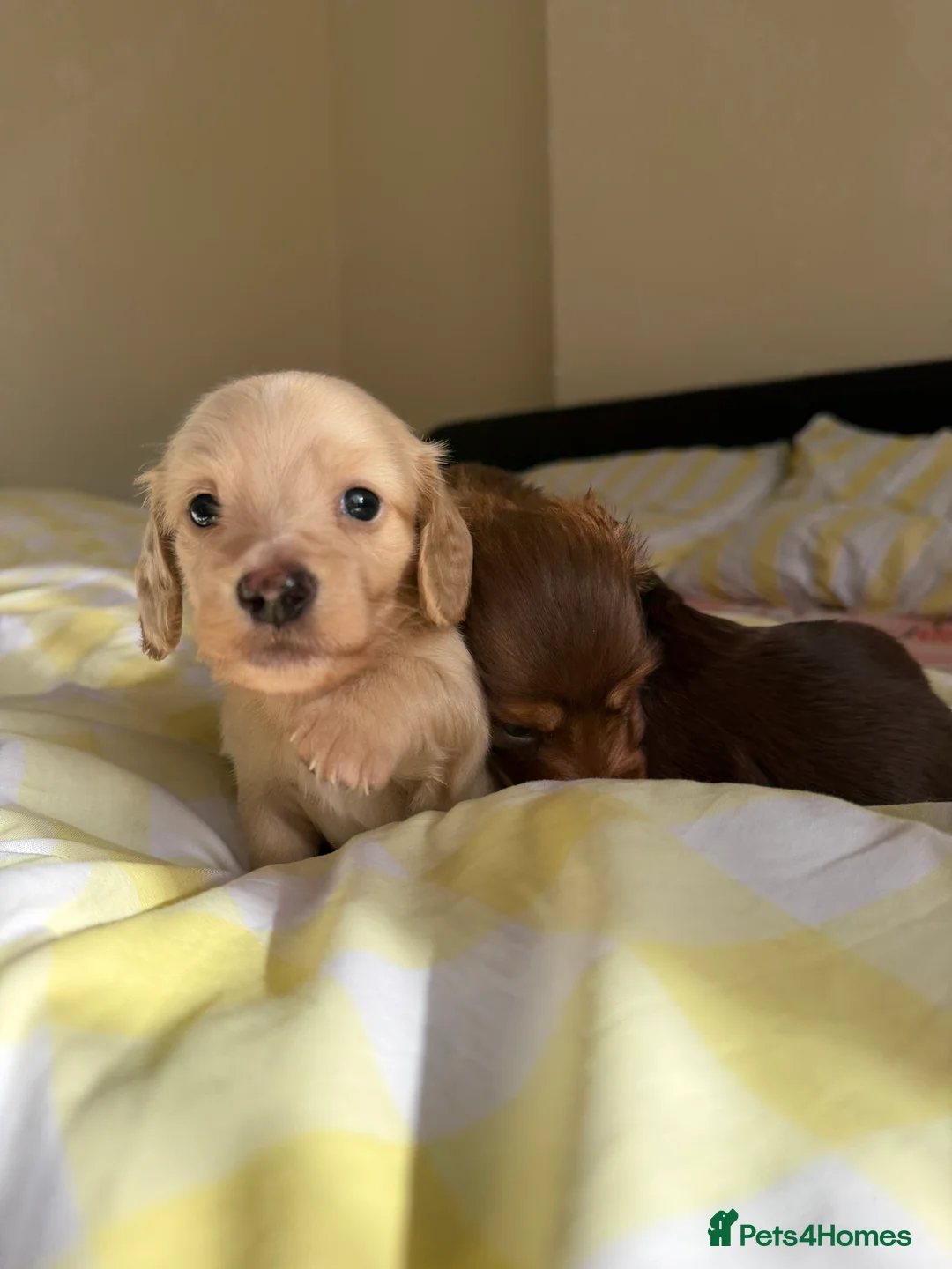 Dachshund dogs for sale: KC.Reg. Miniature LongHaired Dachshund Puppies  - Advert 9