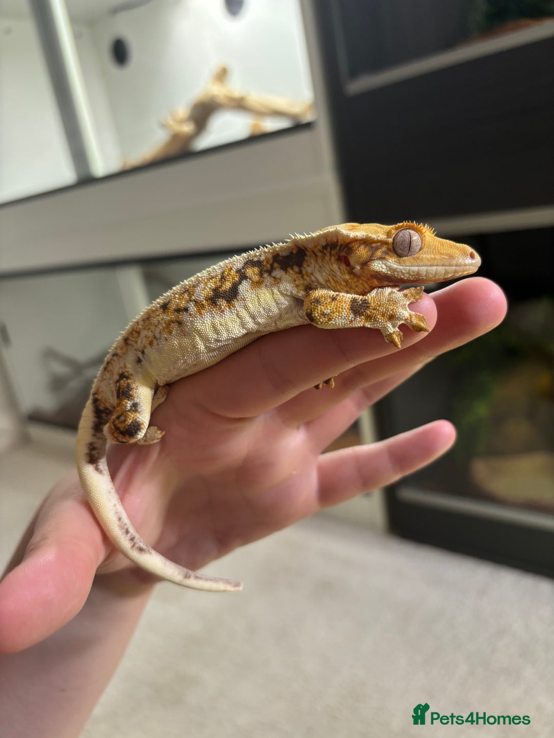 Gecko reptiles for sale: Tri Lilywhite Female Crested Gecko & Setup - Image 4
