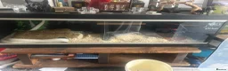 Corn Snake reptiles for sale: Large white corn snake  in Cardiff - Advert 4
