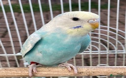 Budgerigars birds for sale: Young budgies for sale in Norbury - Image 3