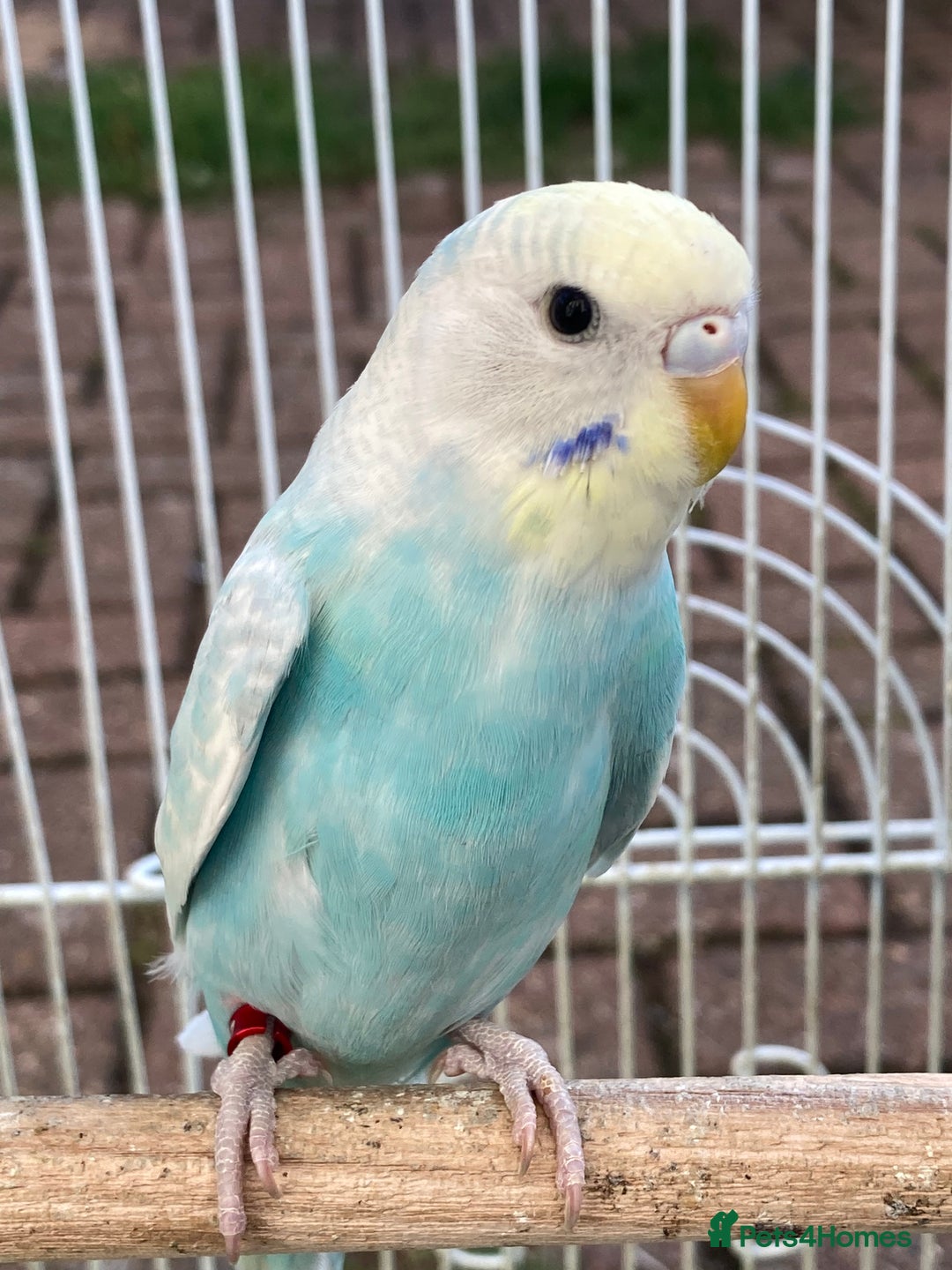 Budgerigars birds for sale: Young budgies for sale in Norbury - Image 3