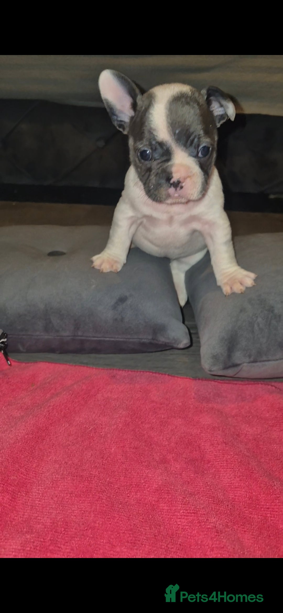 French Bulldog dogs for sale: DWKC beautiful French bulldogs prices negotiable - Advert 15