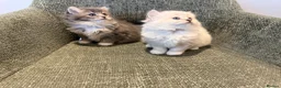 British Longhair cats for sale: 3/4 British Longhaired kittens - Advert 4