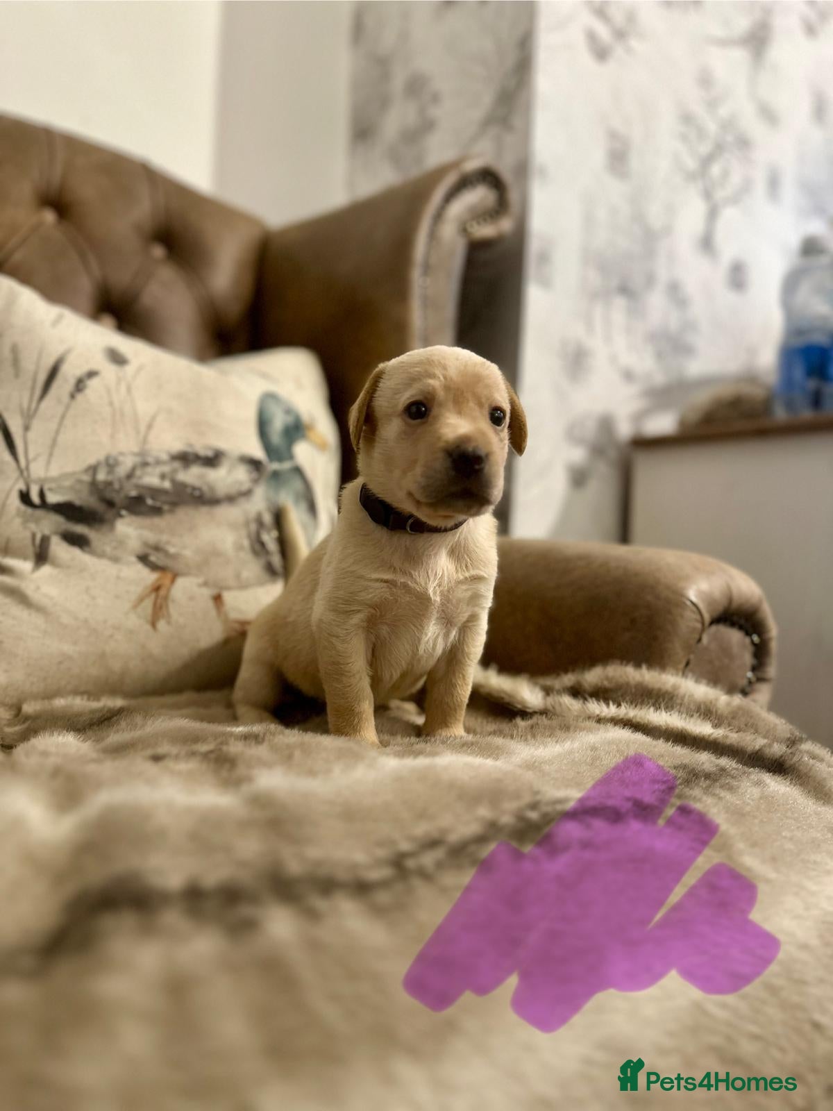 Labrador Retriever dogs ELITE FTCH CHAMPION 🏆 KC HEALTH TESTED PUPS - Advert 1