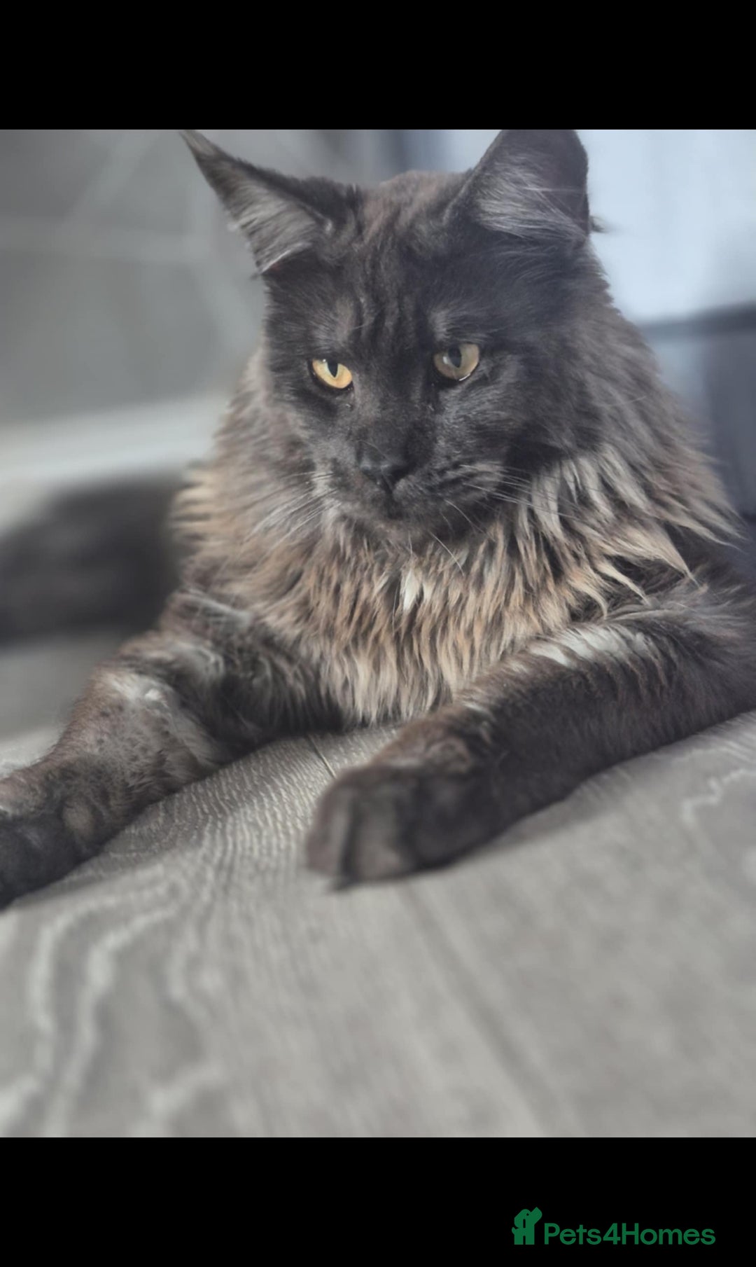 Maine Coon cats for sale: Beautiful litter of mainecoon babies😍 - Advert 5