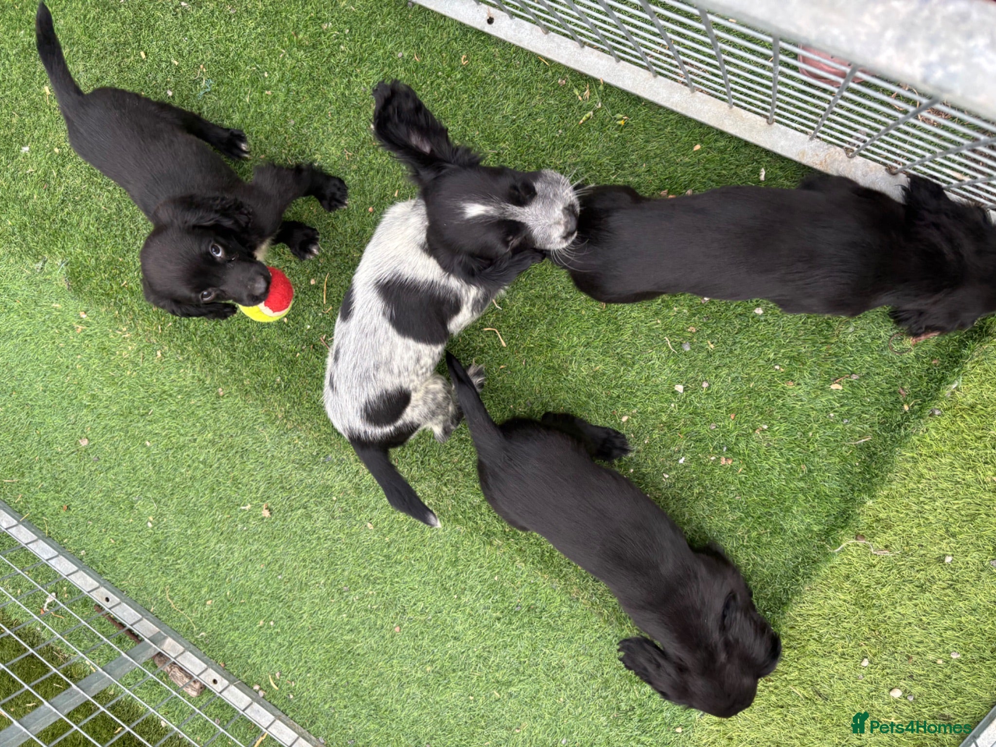 Sprocker dogs Working/Pet Sprocker Puppies  - Advert 1