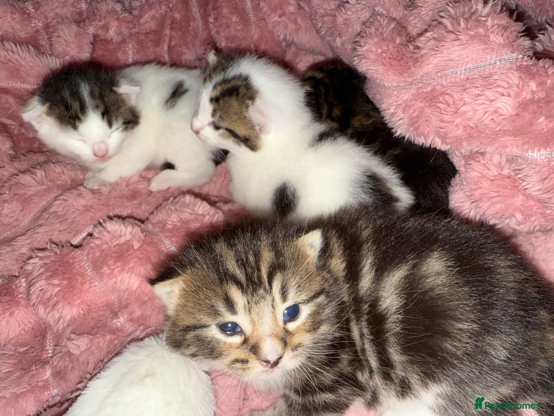 Mixed Breed cats for sale: Tabby and white kittens  - Image 5