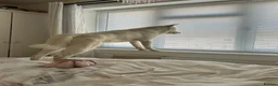Akita dogs for sale: 3 year old Akita in Liverpool - Advert 4