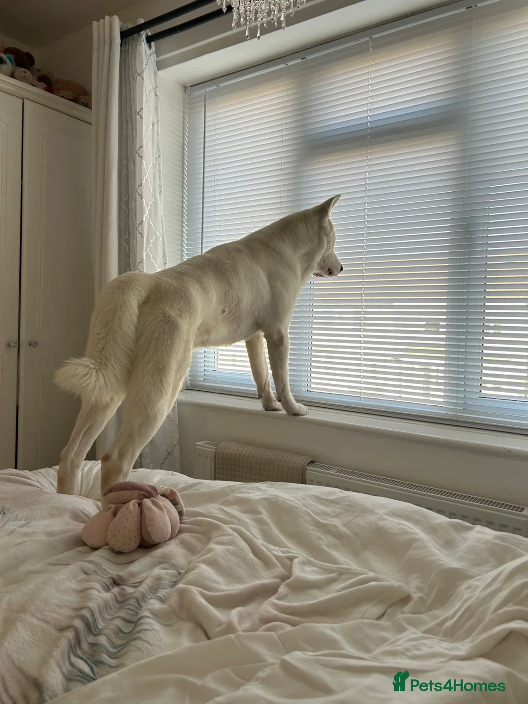 Akita dogs for sale: 3 year old Akita in Liverpool - Advert 4