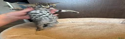 Bengal cats for sale: 3/4 blue bengal  kittens - Advert 5