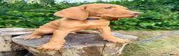 Hungarian Vizsla dogs for sale: KC Reg Hungarian Vizsla pups Hip/Elbow DNA Tested - Advert 7