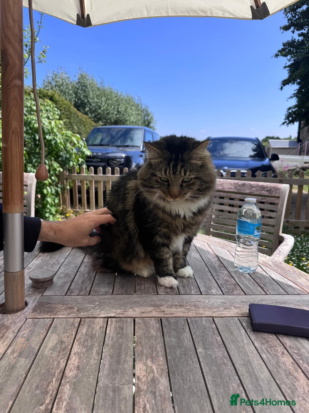 British Longhair cats for sale: Incredibly Beautiful British Longhair Male Cat - Advert 18