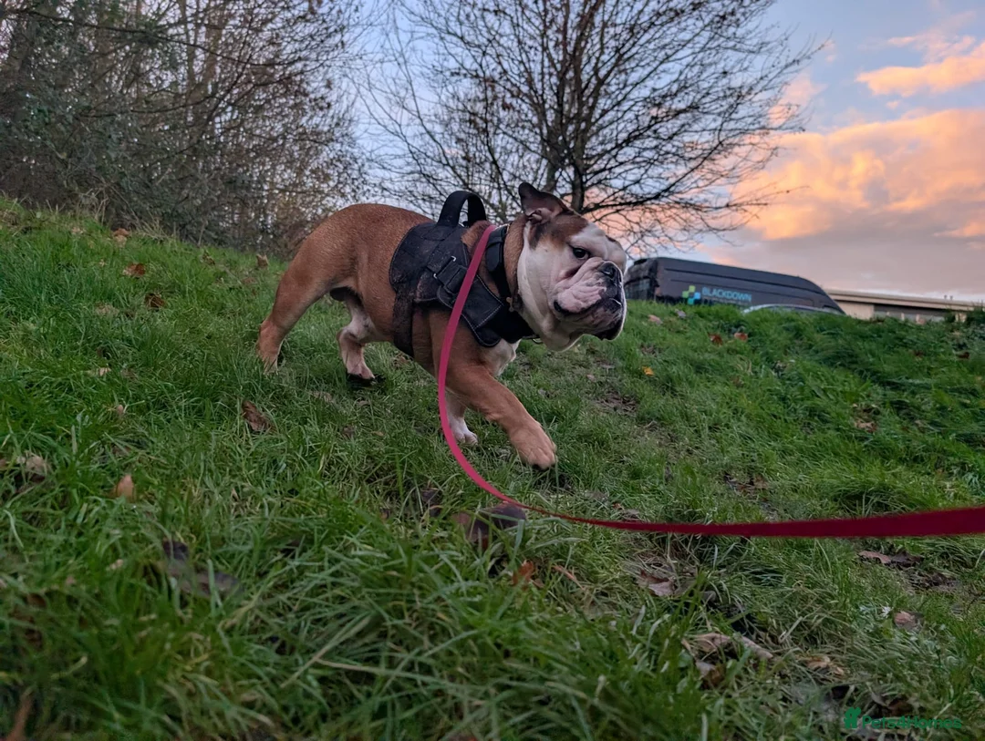 English Bulldog dogs for stud: English Bulldog  in Wellington - Advert 3