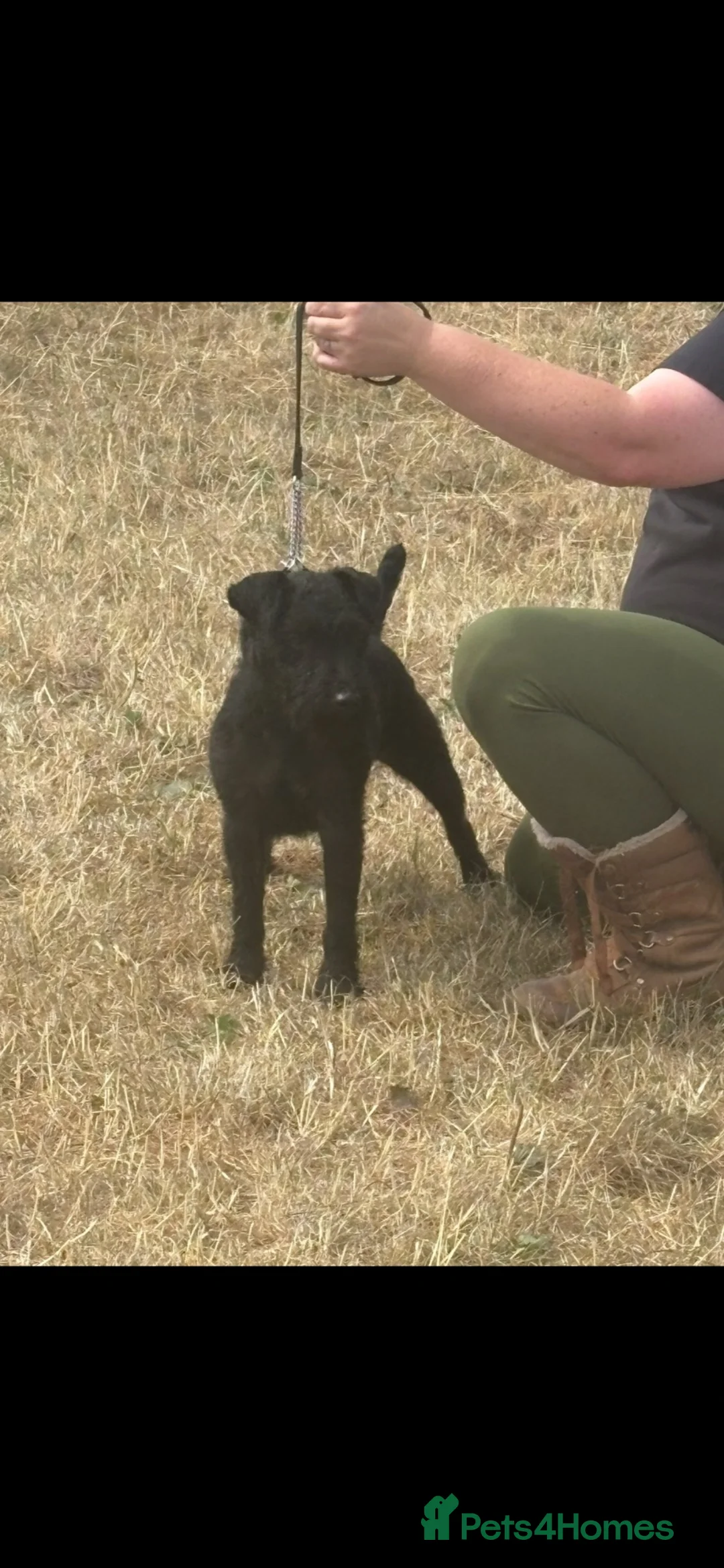 Mixed Breed dogs for sale: Female patterdale puppy  - Advert 1