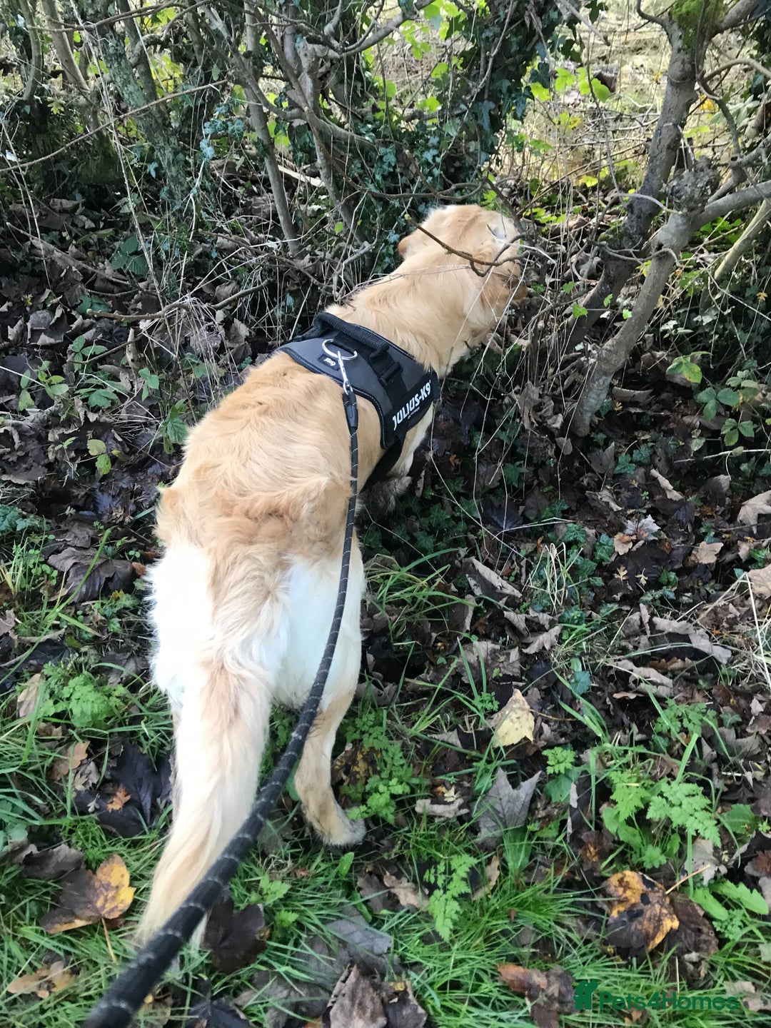 Golden Retriever dogs for stud: MAC DREAMER - Advert 7