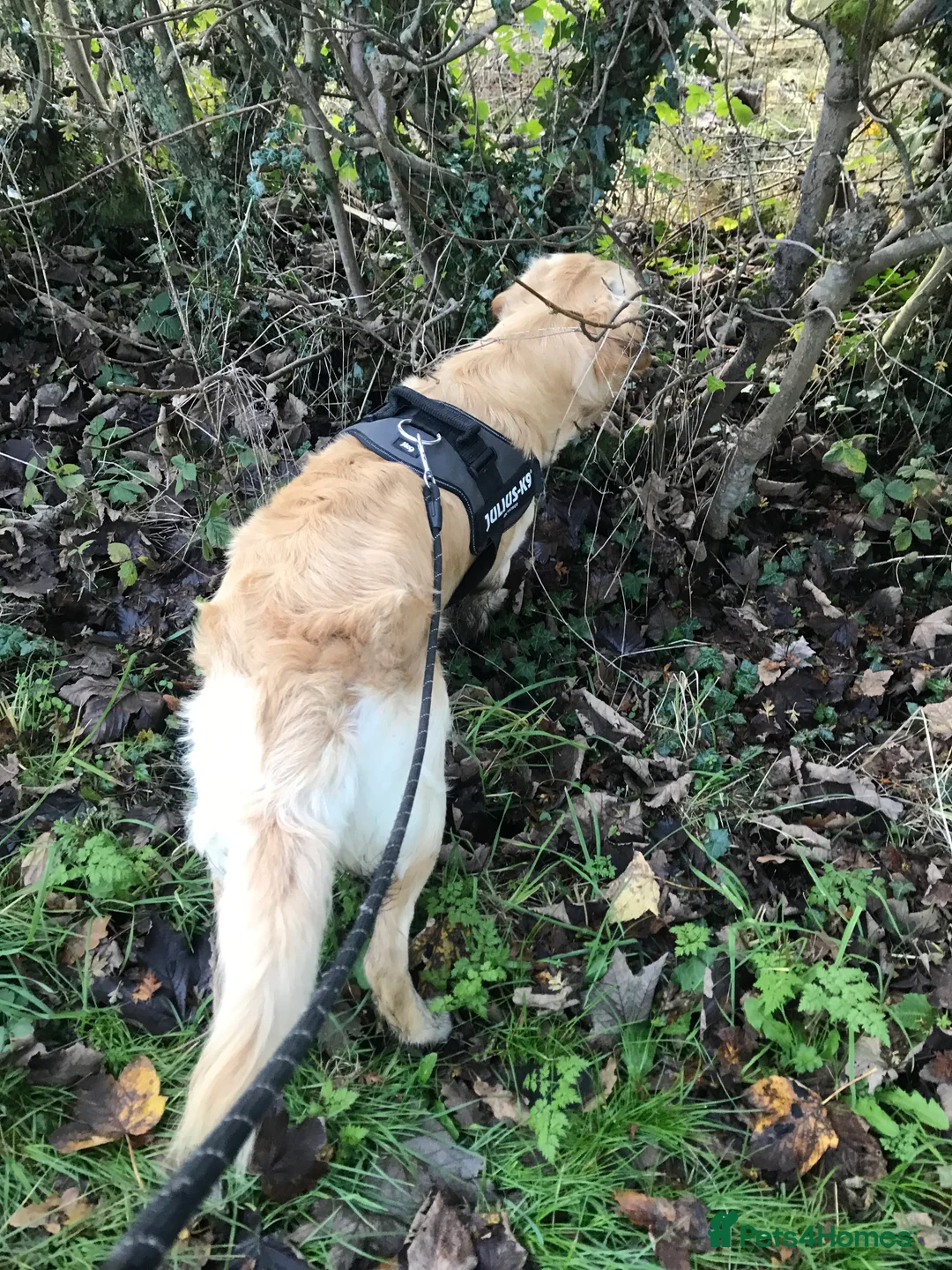 Golden Retriever dogs for stud: MAC DREAMER - Advert 7