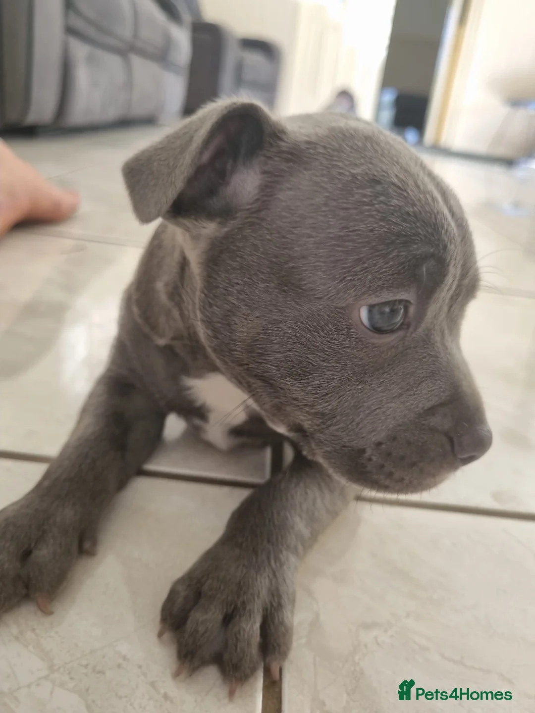 Staffordshire Bull Terrier dogs for sale: Staffordshire Bull Terrier  for sale  in Paisley - Advert 2