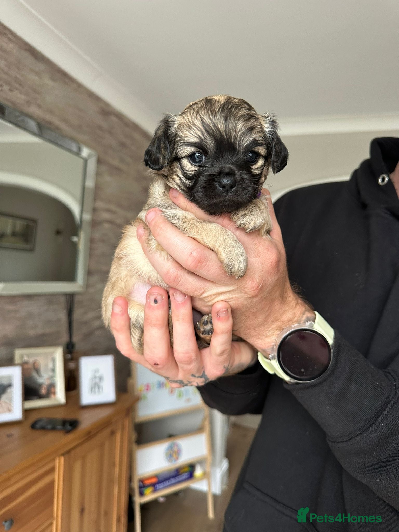 Mixed Breed dogs Beautiful Chihuahua x  Puppies - Advert 1