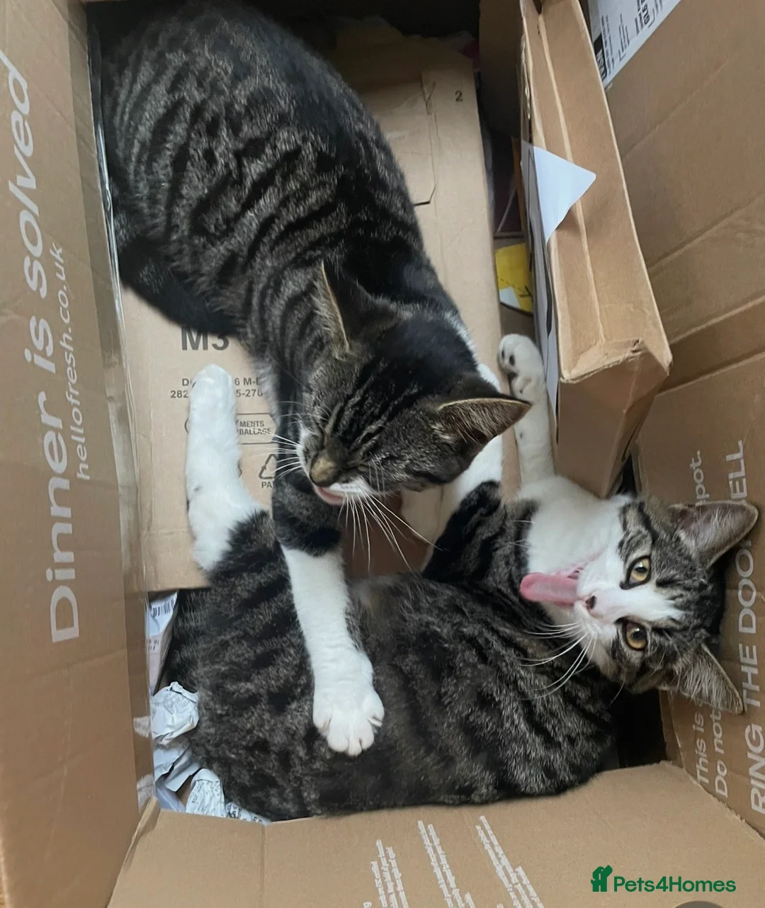 Siberian cats for sale: Siberian Sisters Skye & Luna - Advert 1