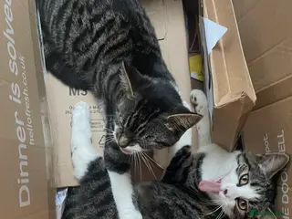 Siberian cats Siberian Sisters Skye & Luna - Advert 2