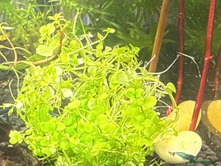 Shrimps fish Blue and Brown Shrimp - Advert 3