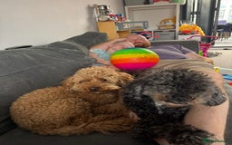 Cavapoo dogs for adoption: RALPH & TEDDY - 2 Superb Boys for a Loving Home - Image 2