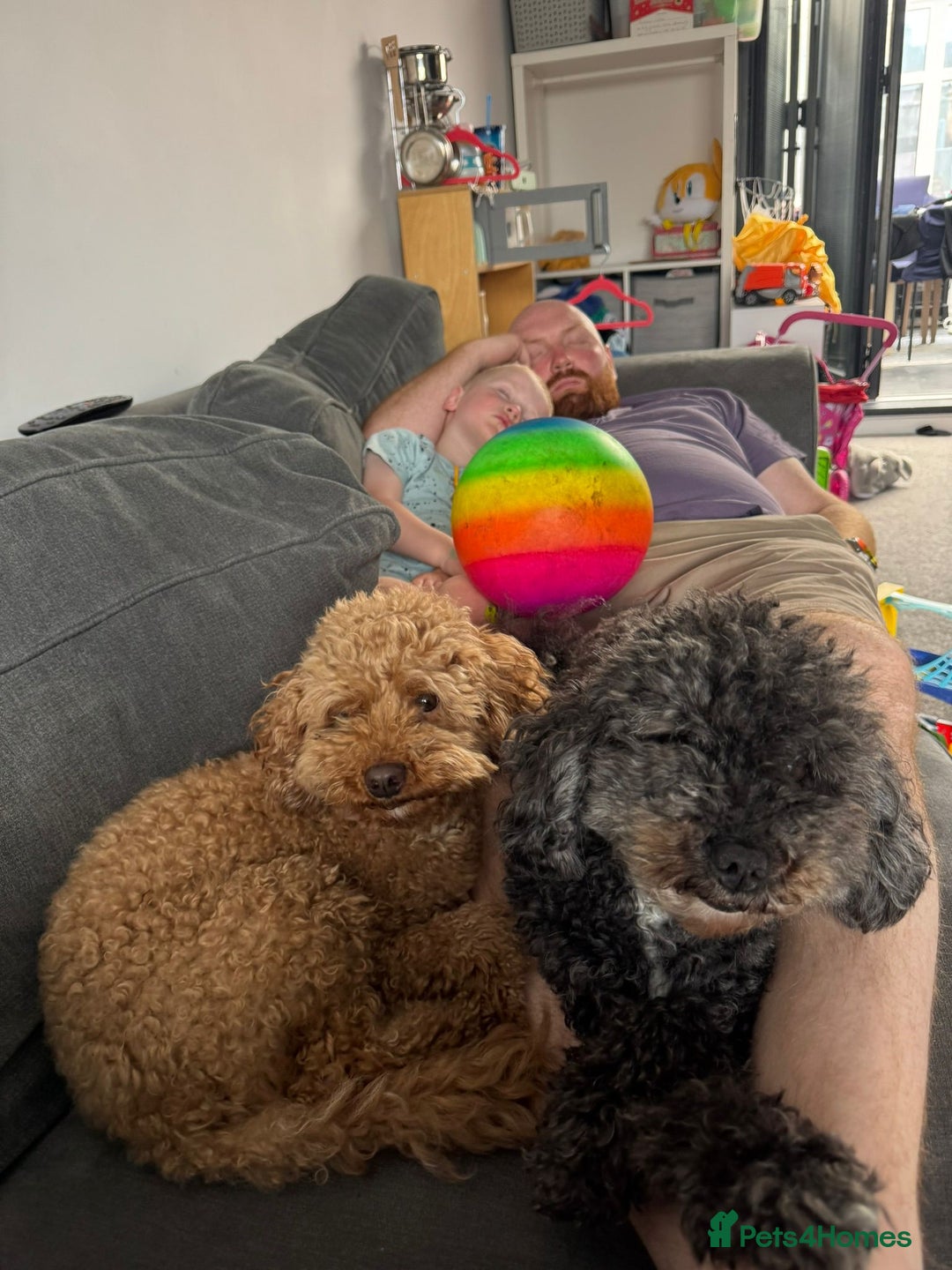 Cavapoo dogs for adoption: RALPH & TEDDY - 2 Superb Boys for a Loving Home - Image 2