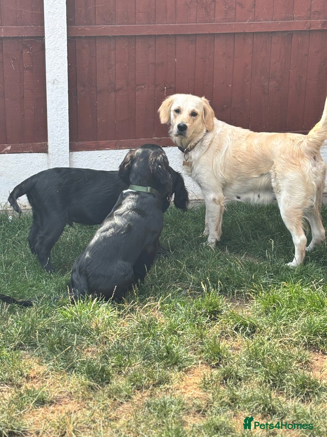 Mixed Breed dogs for sale: Last male Spangold Retriever - Image 4