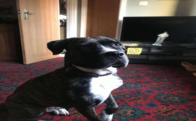 Mixed Breed dogs - Advert 2