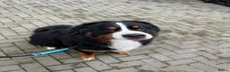 Bernese Mountain Dog dogs for stud: Handsome KC-Registered Bernese Mountain Dog  - Advert 2