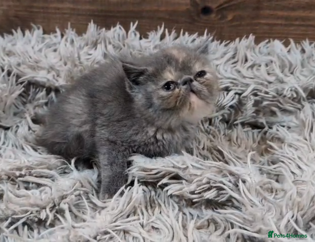 Persian cats for sale: Persian Kittens For Sale - Advert 17