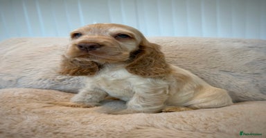 Cocker Spaniel dogs - Advert 11