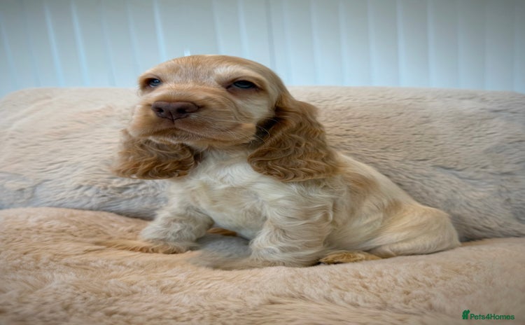 Cocker Spaniel dogs - Advert 3