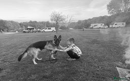 German Shepherd dogs for sale: This is willow  - Image 2