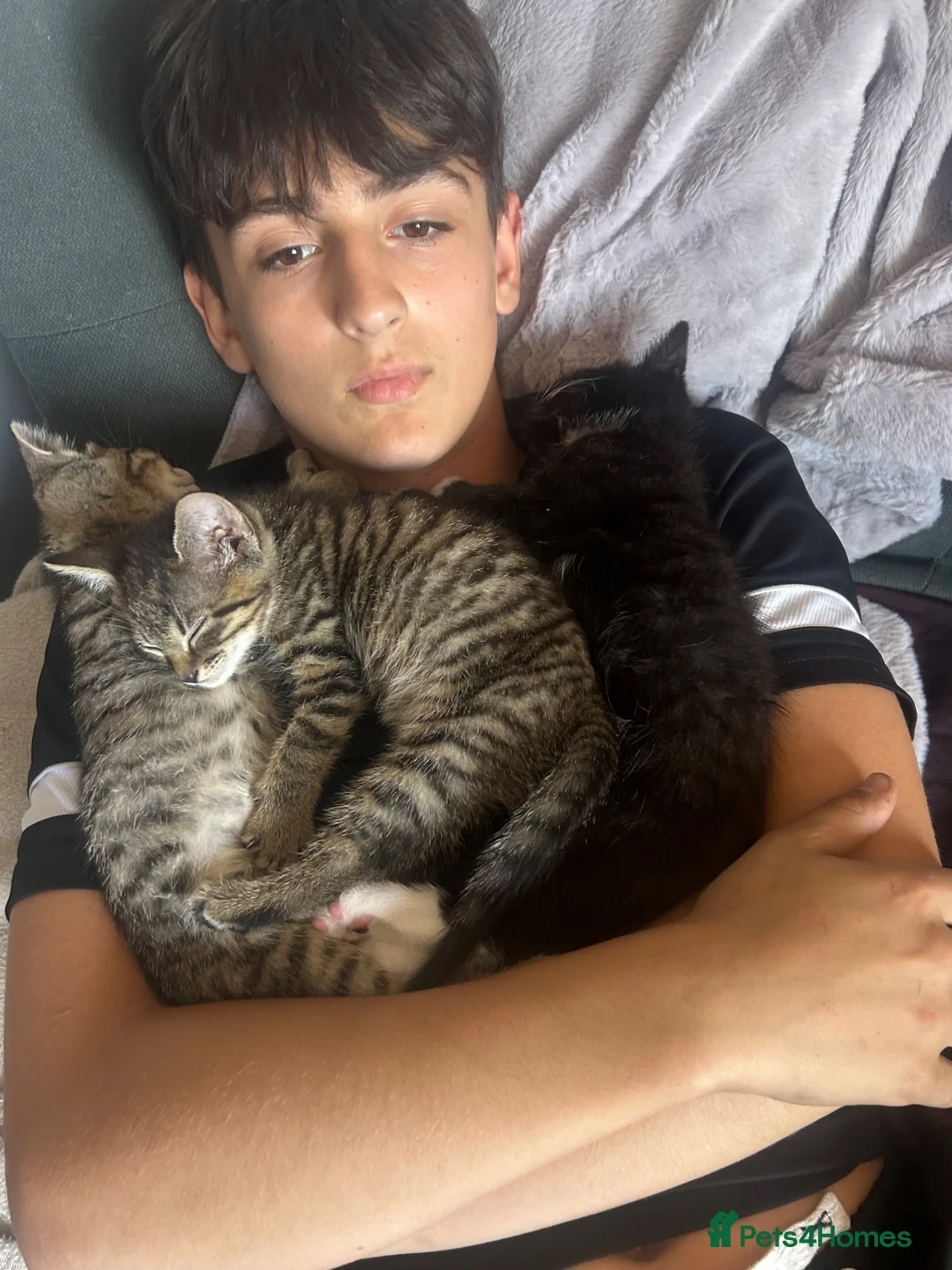Mixed Breed cats for sale: For sale  in Lydney - Advert 1