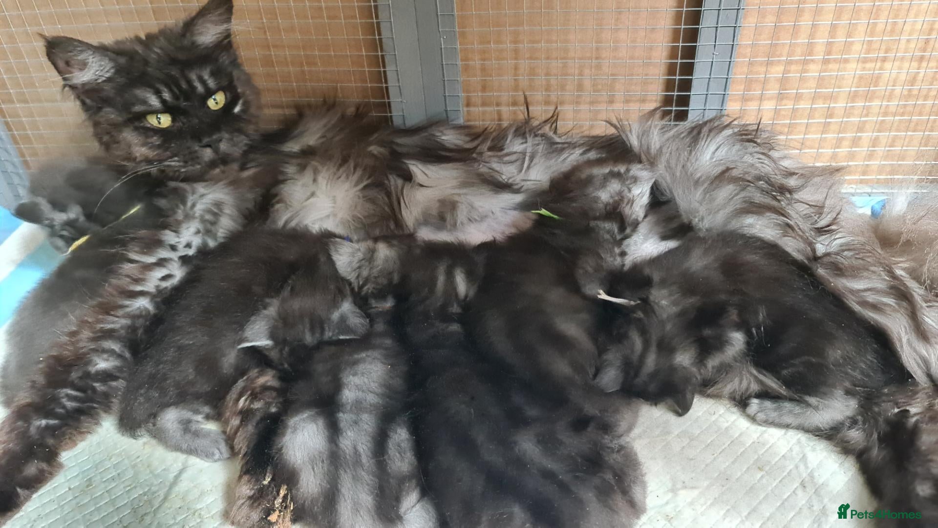 Maine Coon cats GCCF-registered Maine Coon kittens. - Advert 2