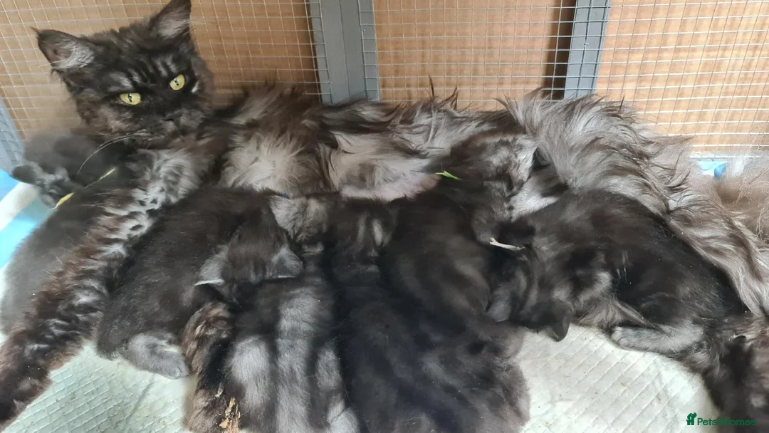 Maine Coon cats for sale: GCCF-registered Maine Coon kittens. - Advert 2