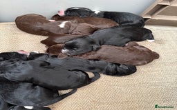 Cockapoo dogs for sale: Miniature f1 Cockapoos puppies - Advert 12