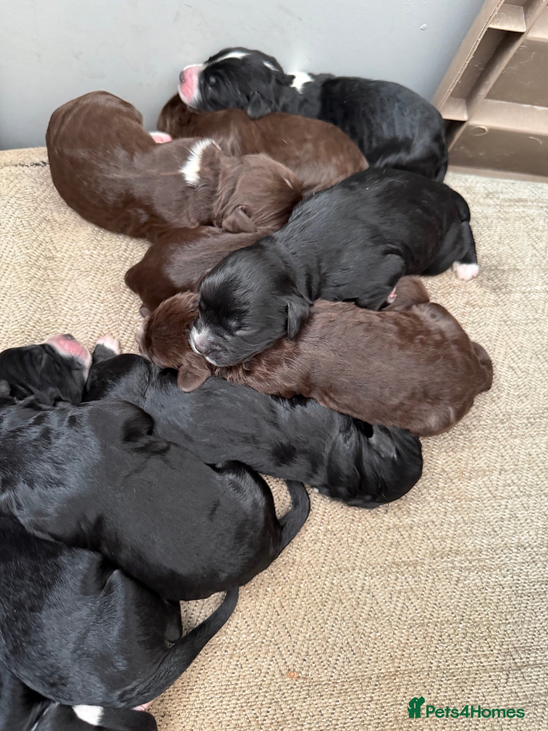 Cockapoo dogs for sale: Miniature f1 Cockapoos puppies - Advert 12