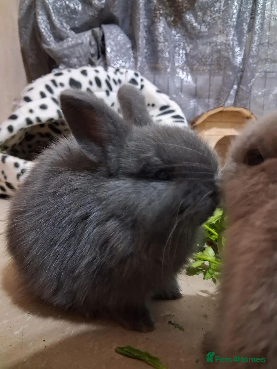 Mixed Breed rabbits for sale: Two male bunnies in Swansea - Advert 2