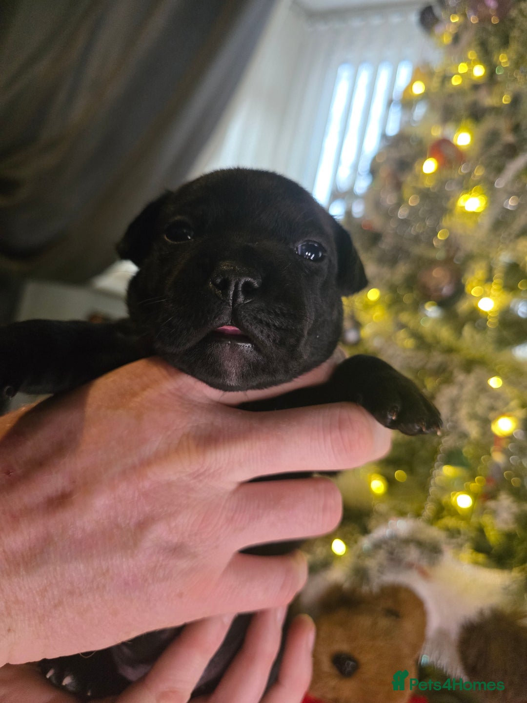 Staffordshire Bull Terrier dogs for sale: Kc registered Staffordshire bullterrier  - Advert 16