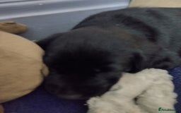 Labrador Retriever dogs for sale: Superb Active Family Dogs - Image 14