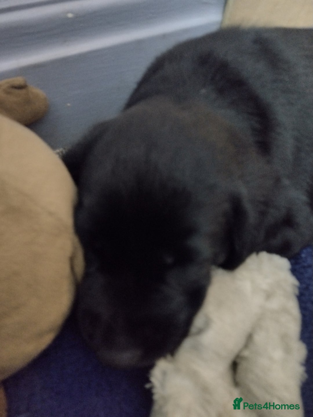 Labrador Retriever dogs for sale: Superb Active Family Dogs - Image 14