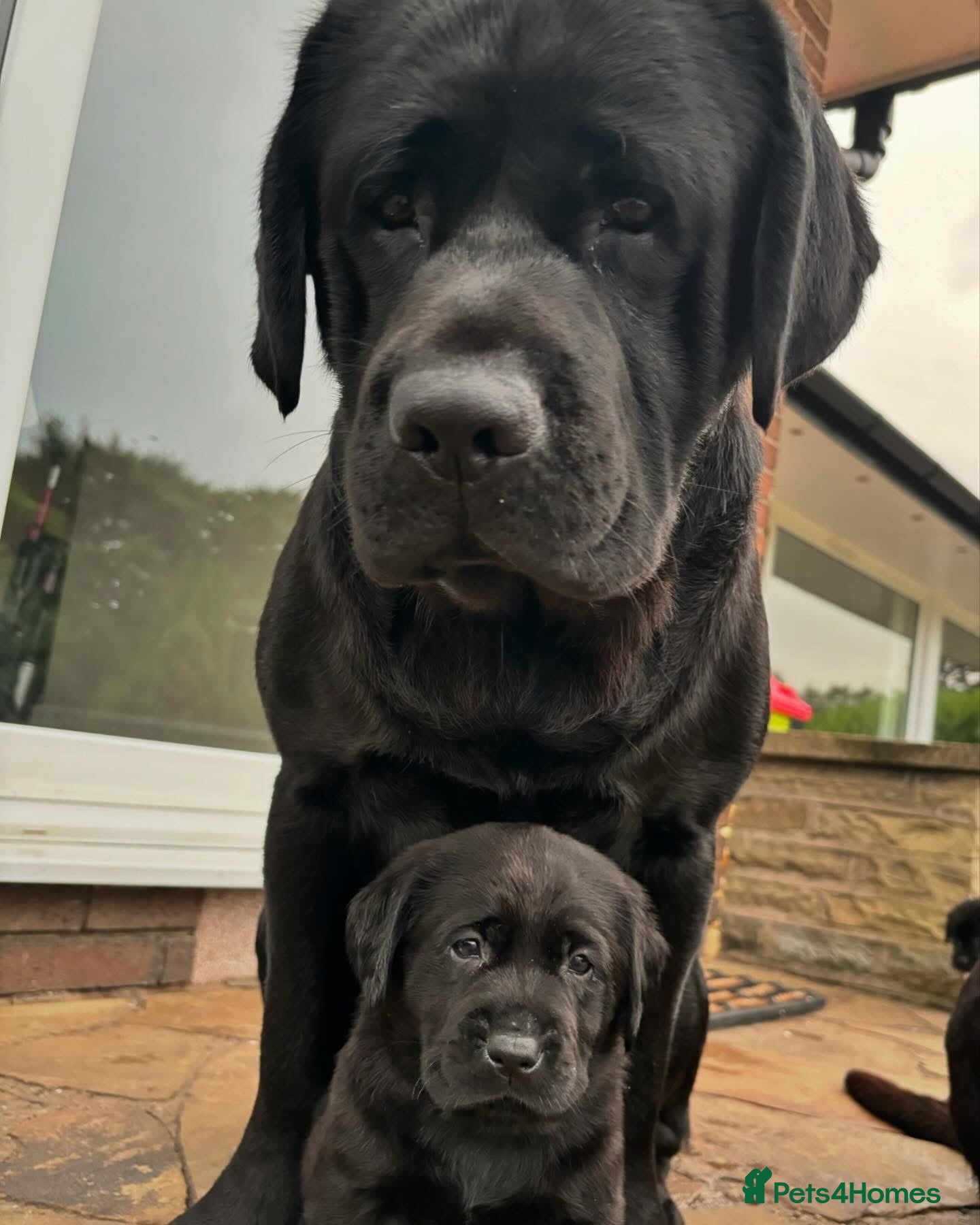 Labrador Retriever dogs True Show Line Chunky Labrador Puppies  - Advert 2