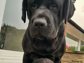Labrador Retriever dogs True Show Line Chunky Labrador Puppies - Advert 2