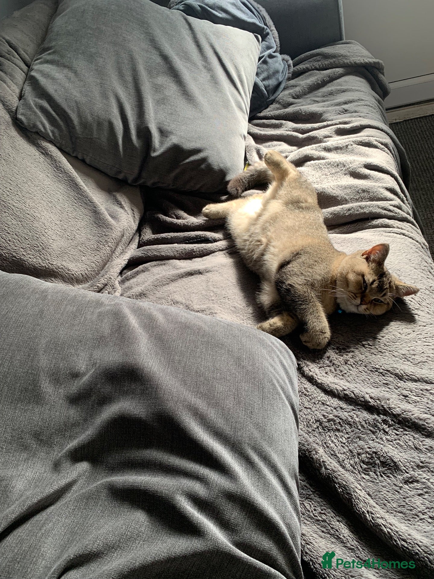British Shorthair cats Chunky British shorthair - Advert 1